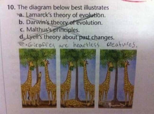 This Diagram About Giraffes is listed (or ranked) 19 on the list 53 Hilarious Test Answers From Kids