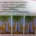 This Diagram About Giraffes on Random Hilarious Test Answers From Kids
