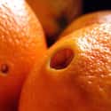 Navel Oranges on Random Most Delicious Fruits