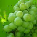 Green Grapes on Random Most Delicious Fruits