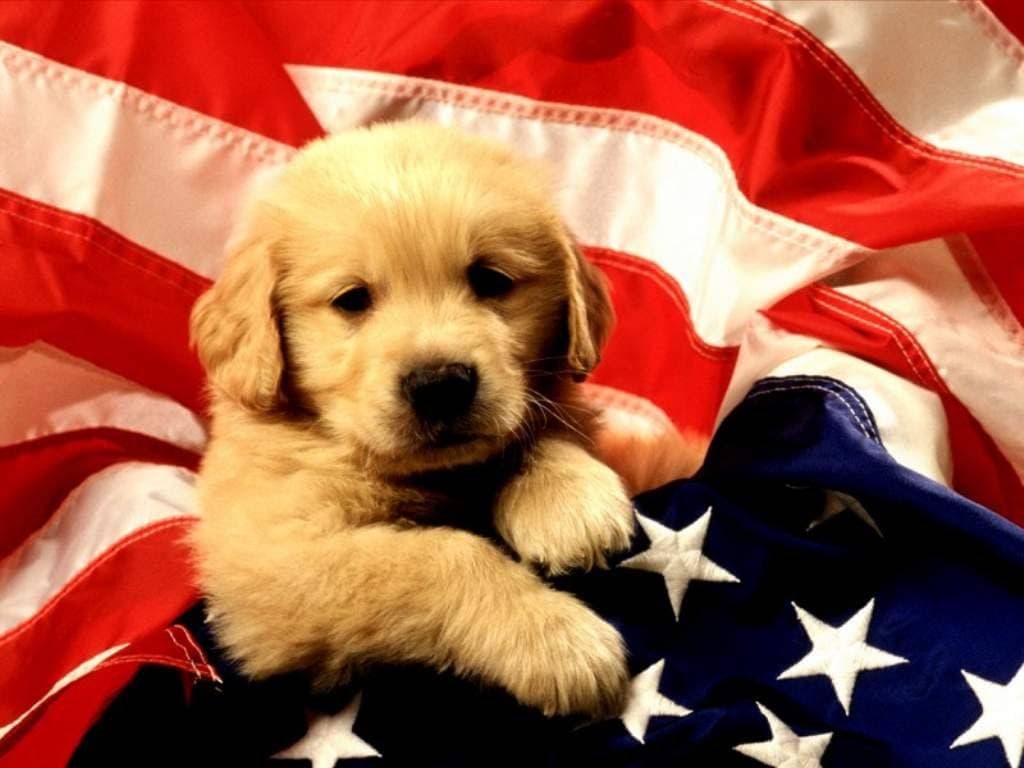 Cutest Patriotic Animals and Pets | List of Patriotic Animal Pictures