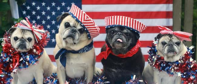 Pug Bless America is listed (or ranked) 15 on the list The 41 Cutest Pictures of Patriotic Pets