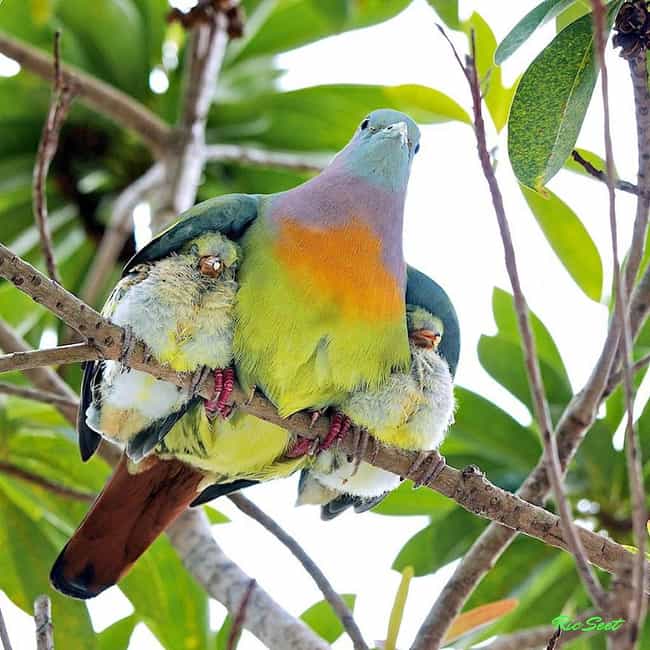 Pink Necked Green Pigeon and Squabs