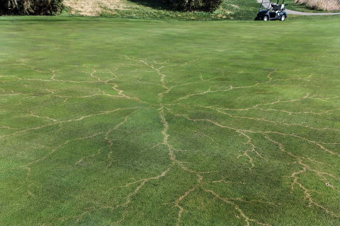 Grass After A Lightning Strike