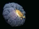 A Turtle Riding A Jellyfish on Random Incredible Pictures That Might Teach You Something