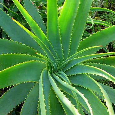 Mosquito Bite Remedies Home Treatment for Bug Bites