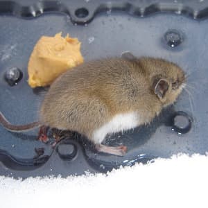 Best Ways to Catch a Mouse Mice Catching Techniques