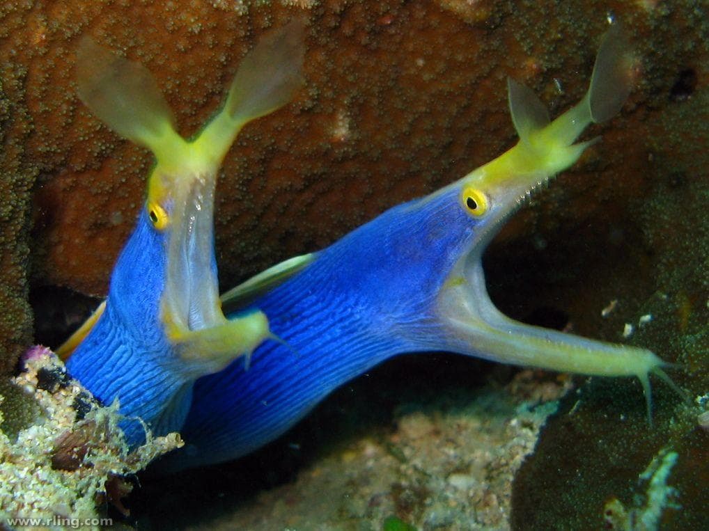 75 Stunning Oceanic Invertebrates That Deserve A Closer Look
