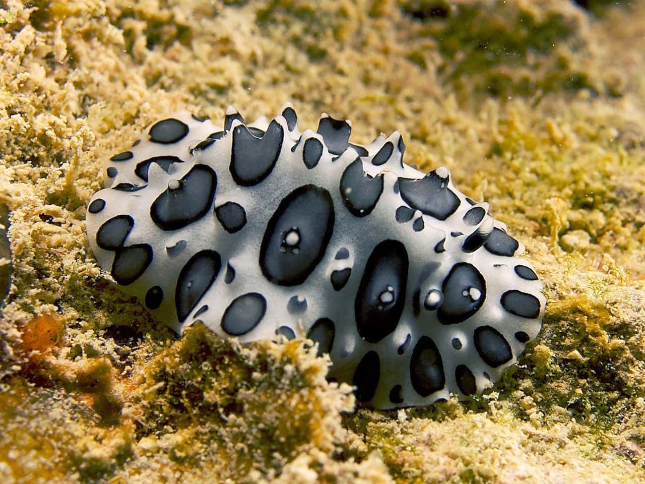 Phyllidiopsis Papilligera - 'Black-Spotted Nudibranch'