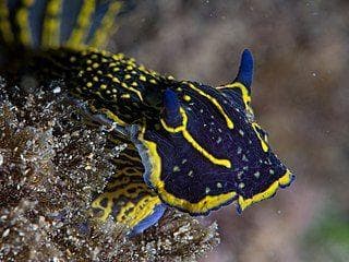 Nudibranch Types | Gallery of Colorful Nudibranchs (Page 2)