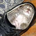 There Was A Tiny Kitten Who Lived In A Shoe... on Random Cats Sitting in Funny Spaces