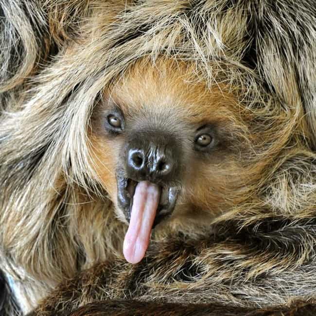 Cute Animal Tongues Pictures Of Animals With Their Tongues Sticking