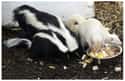 Skunk on Random Incredible Albino (and Leucistic) Animals