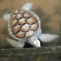 Sea Turtle on Random Incredible Albino (and Leucistic) Animals