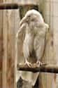 Raven on Random Incredible Albino (and Leucistic) Animals