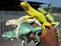 Iguana on Random Incredible Albino (and Leucistic) Animals