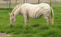 Zebra on Random Incredible Albino (and Leucistic) Animals
