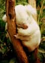 Koala on Random Incredible Albino (and Leucistic) Animals
