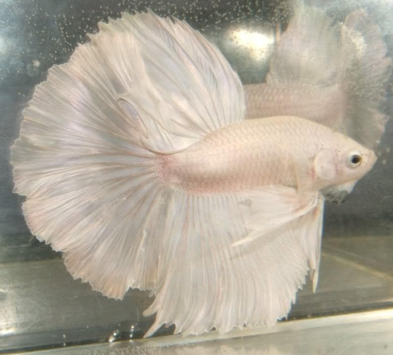Albino Animal Pictures | Photo Gallery of Cute Leucistic Animals