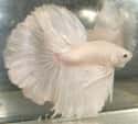 Betta Fish on Random Incredible Albino (and Leucistic) Animals