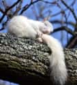 Squirrel on Random Incredible Albino (and Leucistic) Animals