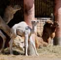 Camel on Random Incredible Albino (and Leucistic) Animals
