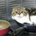 Fried Feline on Random Cats Sitting in Funny Spaces
