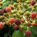 Blackberry Root Bark on Random Best Food Poisoning Remedies