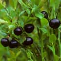 Bilberry on Random Best Food Poisoning Remedies
