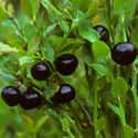 Bilberry on Random Best Food Poisoning Remedies