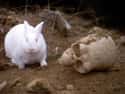 Rabbit of Caerbannog on Random Scariest Horror Movie Animals