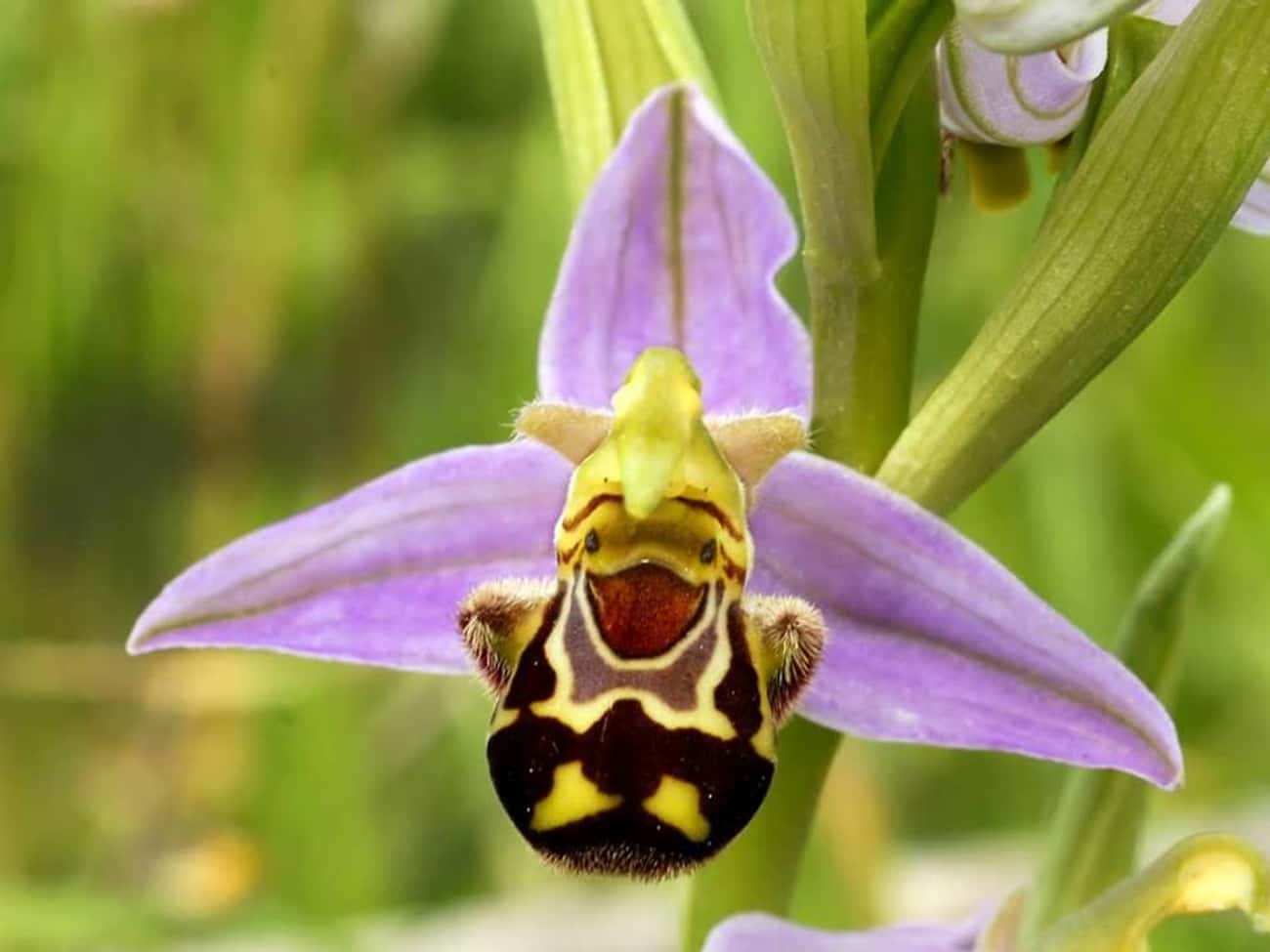 This Orchid