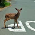 If you see a deer crossing the road, assume other deer may immediately follow. Drive with caution. on Random Life Pro Tips That Will Change How You Do Everything