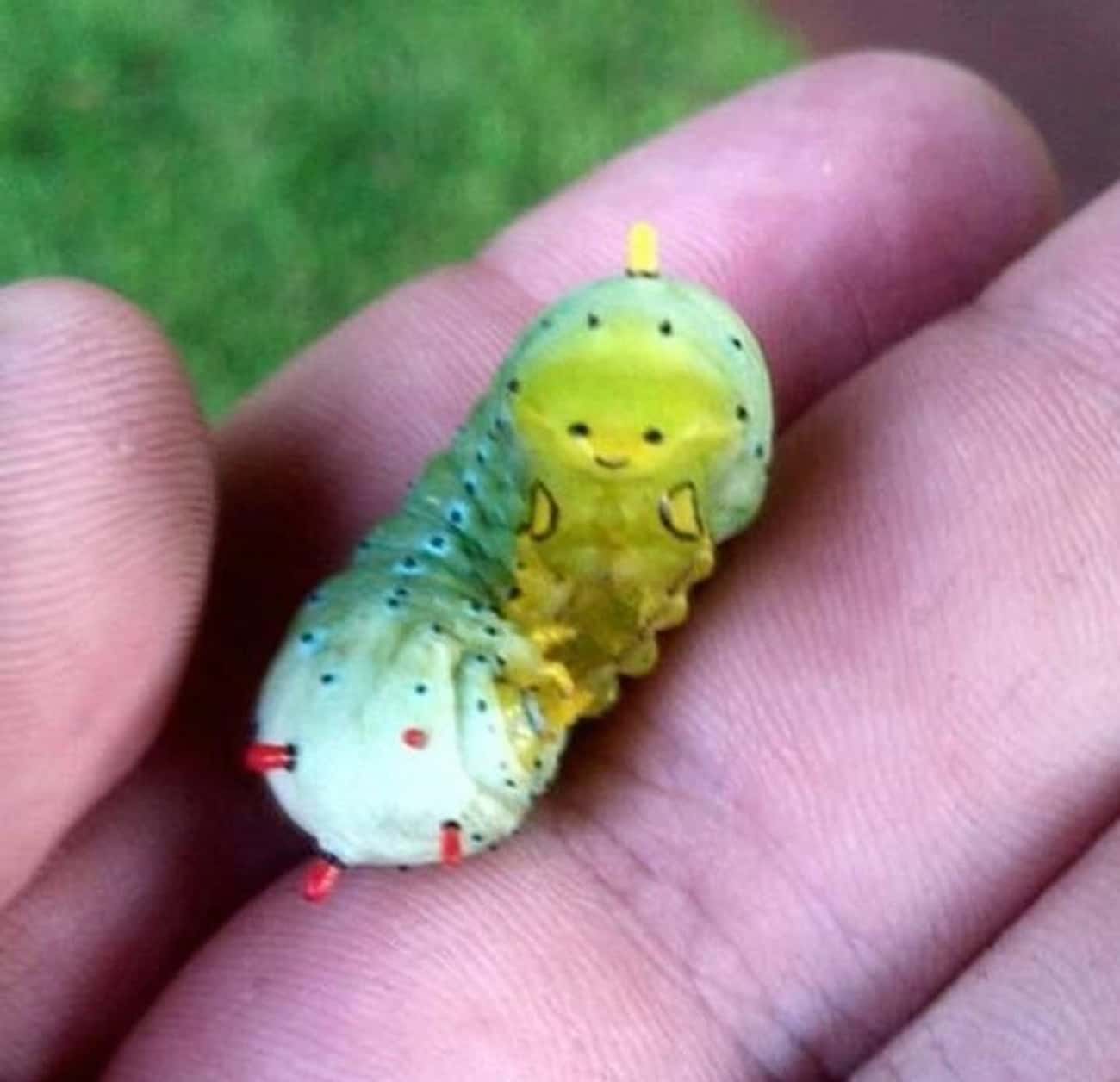 This Caterpillar