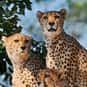 Coalition is listed (or ranked) 5 on the list The Best Names for Groups of Animals
