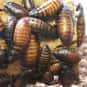 Intrusion is listed (or ranked) 24 on the list The Best Names for Groups of Animals