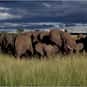 Memory is listed (or ranked) 6 on the list The Best Names for Groups of Animals