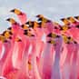 Flamboyance is listed (or ranked) 2 on the list The Best Names for Groups of Animals