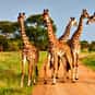 Tower is listed (or ranked) 13 on the list The Best Names for Groups of Animals