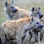 Cackle is listed (or ranked) 10 on the list The Best Names for Groups of Animals