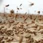 Plague is listed (or ranked) 19 on the list The Best Names for Groups of Animals