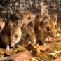 Mischief is listed (or ranked) 23 on the list The Best Names for Groups of Animals