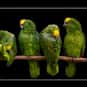 Pandemonium is listed (or ranked) 14 on the list The Best Names for Groups of Animals