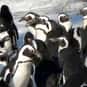 Huddle is listed (or ranked) 12 on the list The Best Names for Groups of Animals