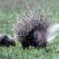 Prickle is listed (or ranked) 7 on the list The Best Names for Groups of Animals