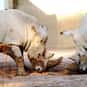Crash is listed (or ranked) 4 on the list The Best Names for Groups of Animals