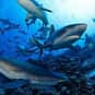 Shiver is listed (or ranked) 22 on the list The Best Names for Groups of Animals