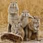 Scurry is listed (or ranked) 8 on the list The Best Names for Groups of Animals