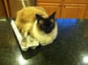 I'm Not On The Counter, I'm In This Carton on Random Cats Sitting in Funny Spaces