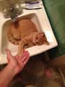 High Five For This Sink on Random Cats Sitting in Funny Spaces
